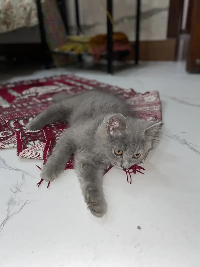 Persian kittens (2 grey white) (1 ginger+brown+black) — photo 2
