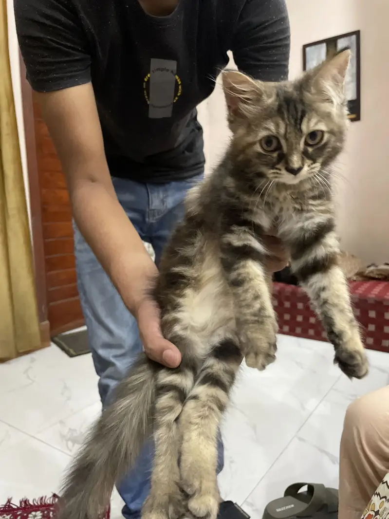 Persian kittens (2 grey white) (1 ginger+brown+black) — photo 3
