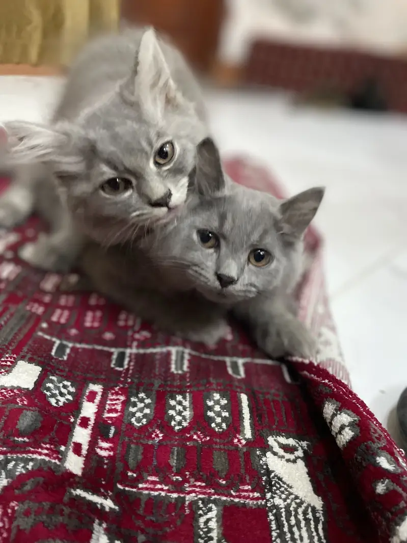 Persian kittens (2 grey white) (1 ginger+brown+black) — photo 4