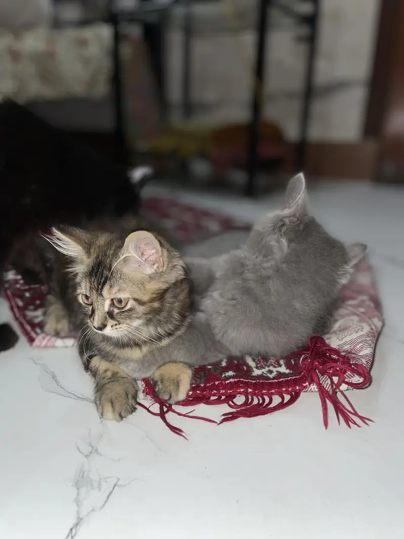 Persian kittens (2 grey white) (1 ginger+brown+black) — photo 5