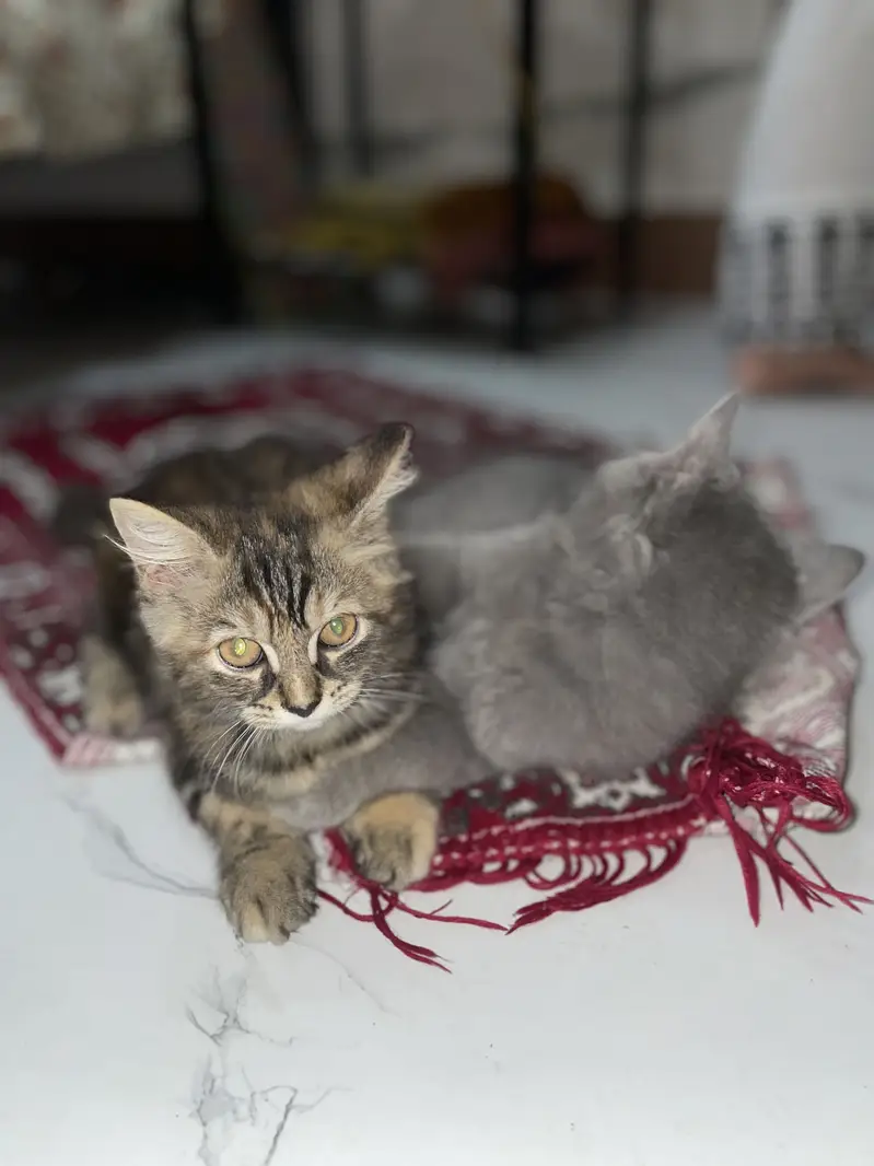 Persian kittens (2 grey white) (1 ginger+brown+black) — photo 6