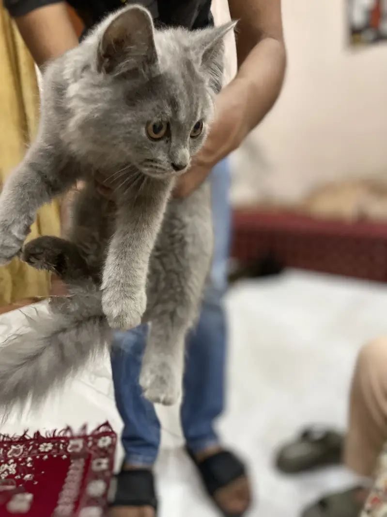 Persian kittens (2 grey white) (1 ginger+brown+black) — photo 7