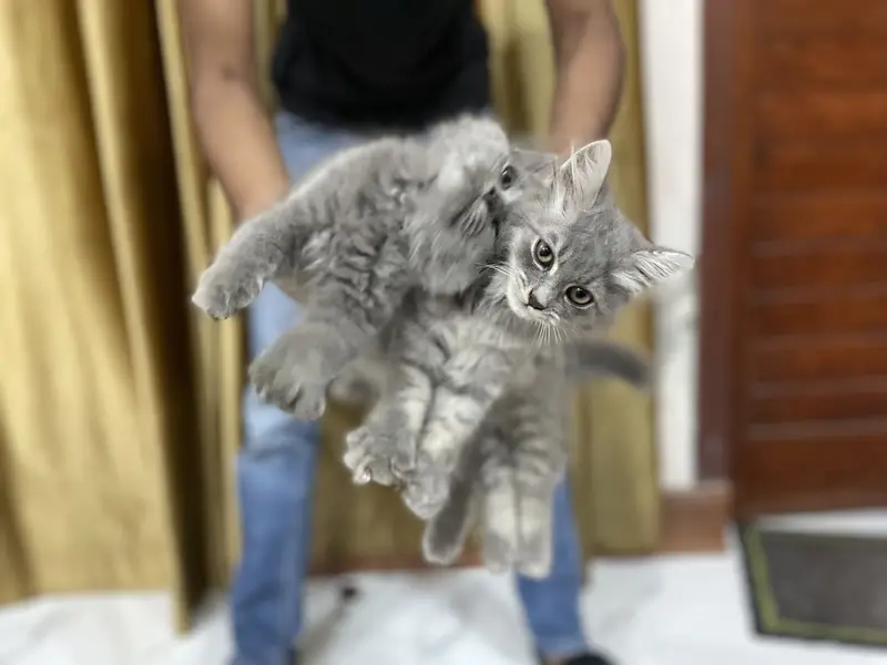 Persian kittens (2 grey white) (1 ginger+brown+black) — photo 8