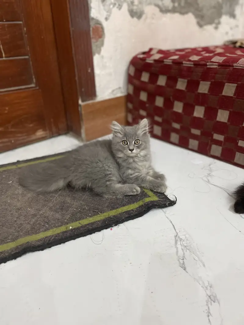 Persian kittens (2 grey white) (1 ginger+brown+black) — photo 9