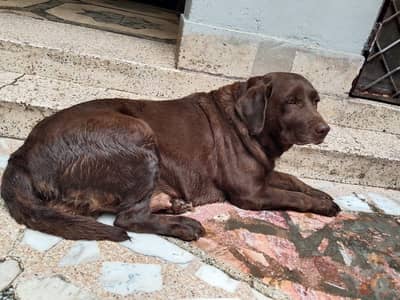 Labrador Dog