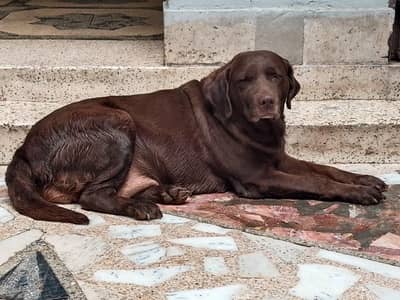 Labrador Dog. contact 03054002974