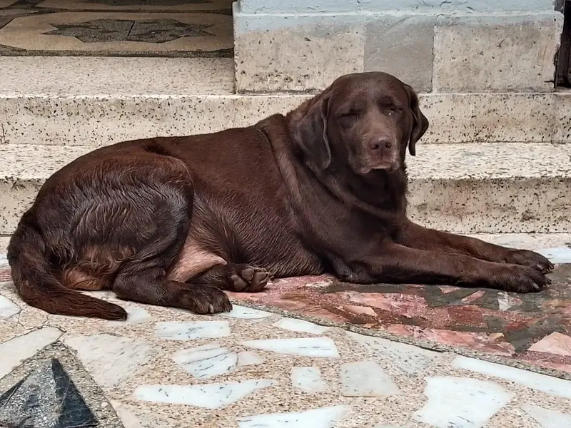 Labrador Dog. contact 03054002974 — photo 2