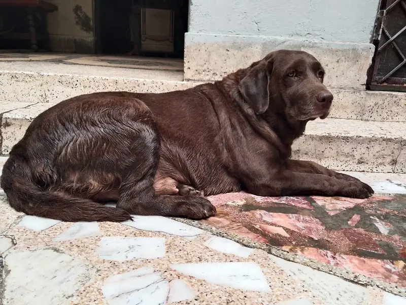 Labrador Dog. contact 03054002974 — photo 3