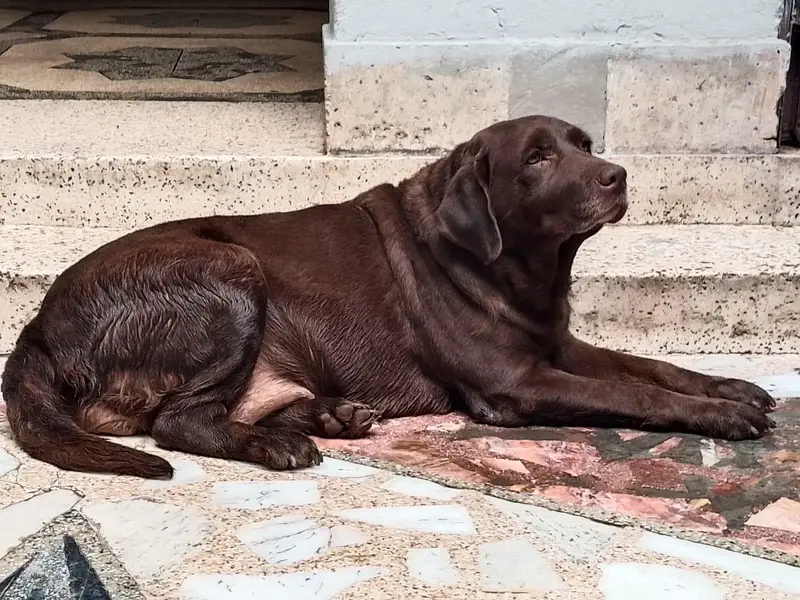 Labrador Dog. contact 03054002974 — photo 4