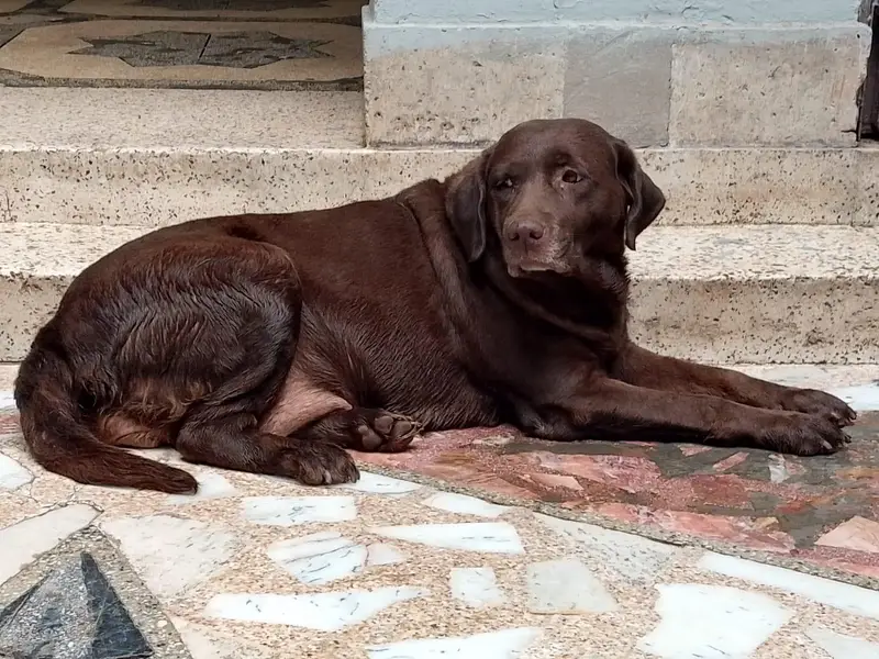 Labrador Dog. contact 03054002974 — photo 5