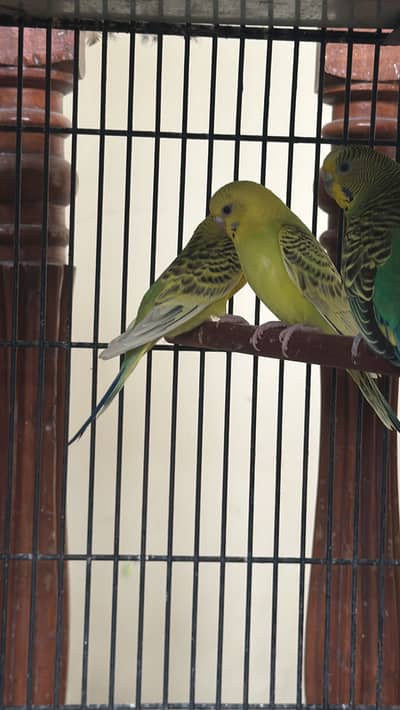 Healthy budgies and love birds for sale