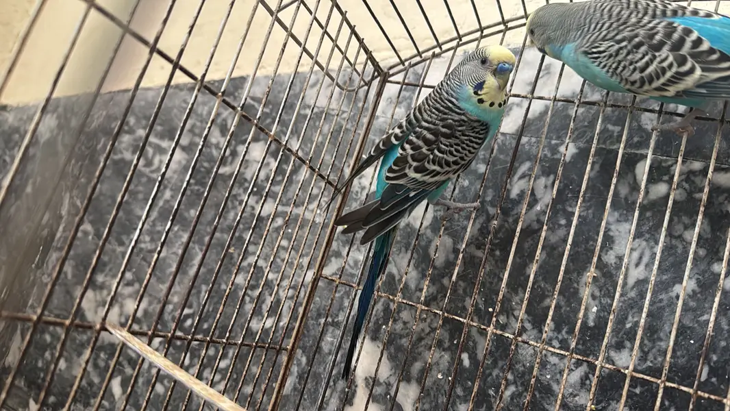 Healthy budgies and love birds for sale — photo 2