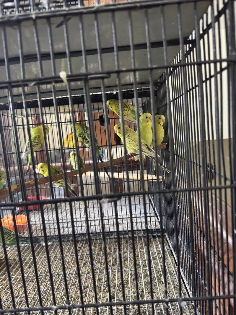 Healthy budgies and love birds for sale — photo 3