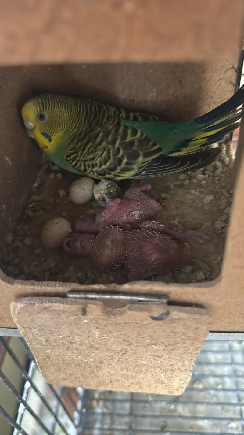 Healthy budgies and love birds for sale — photo 4