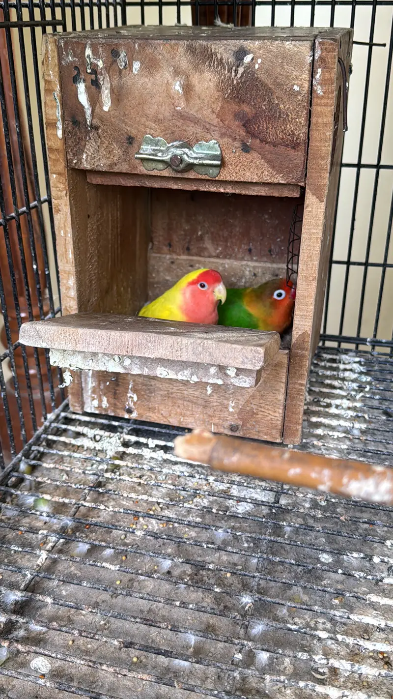 Healthy budgies and love birds for sale — photo 5