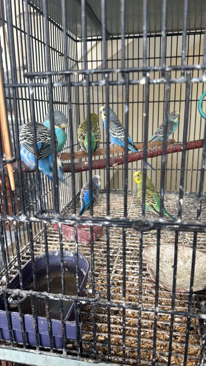 Healthy budgies and love birds for sale — photo 6