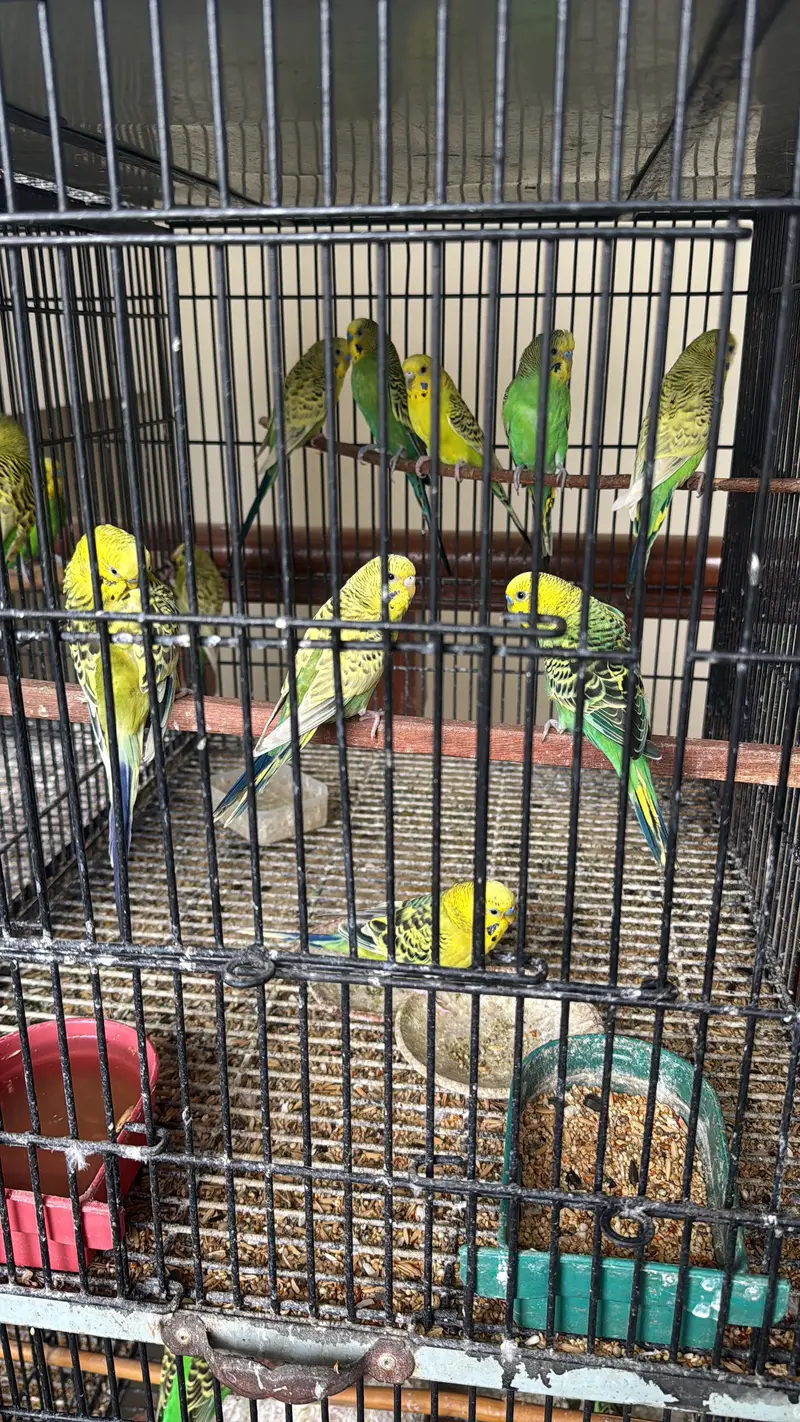 Healthy budgies and love birds for sale — photo 7
