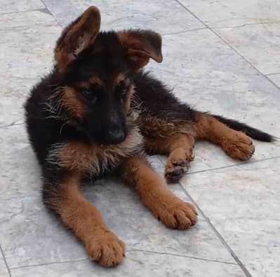 German Shepard puppy longcoat