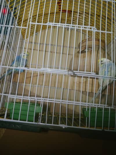 RAINBOW Budgie Australian Bajri