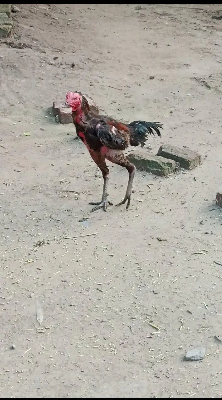 pakoye cross and thai cross — photo 3