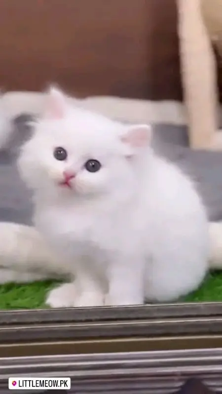 pure Parisian healthy and active kitten for sale — photo 4
