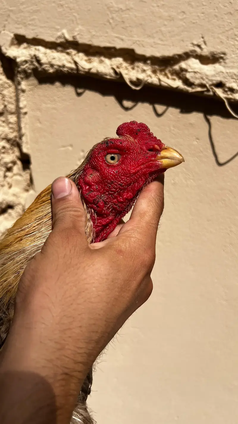 high guality bird — photo 3