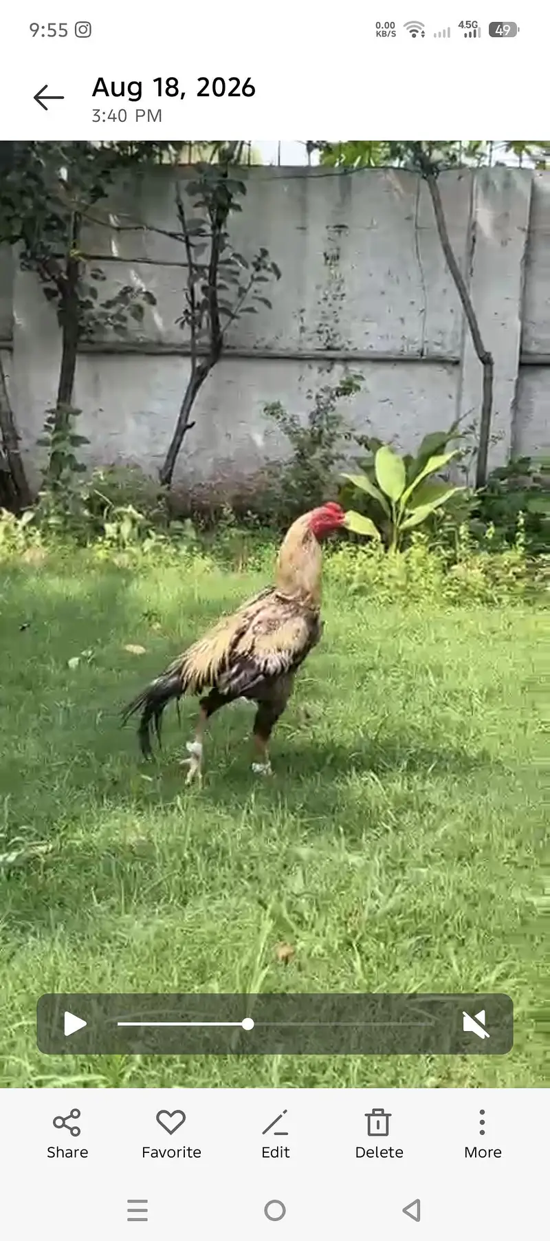 high guality bird — photo 5