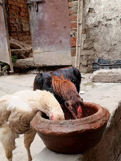 Sindhi Aseel Murga for sale