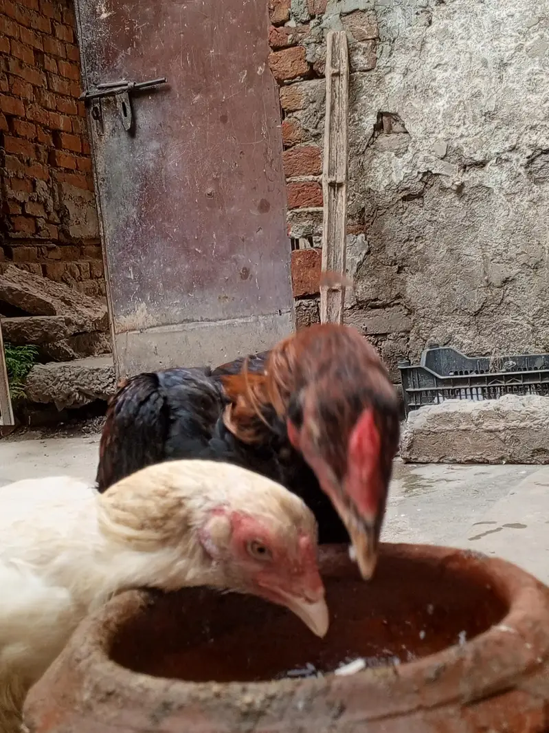 Sindhi Aseel Murga for sale — photo 2