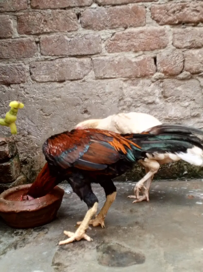 Sindhi Aseel Murga for sale — photo 3