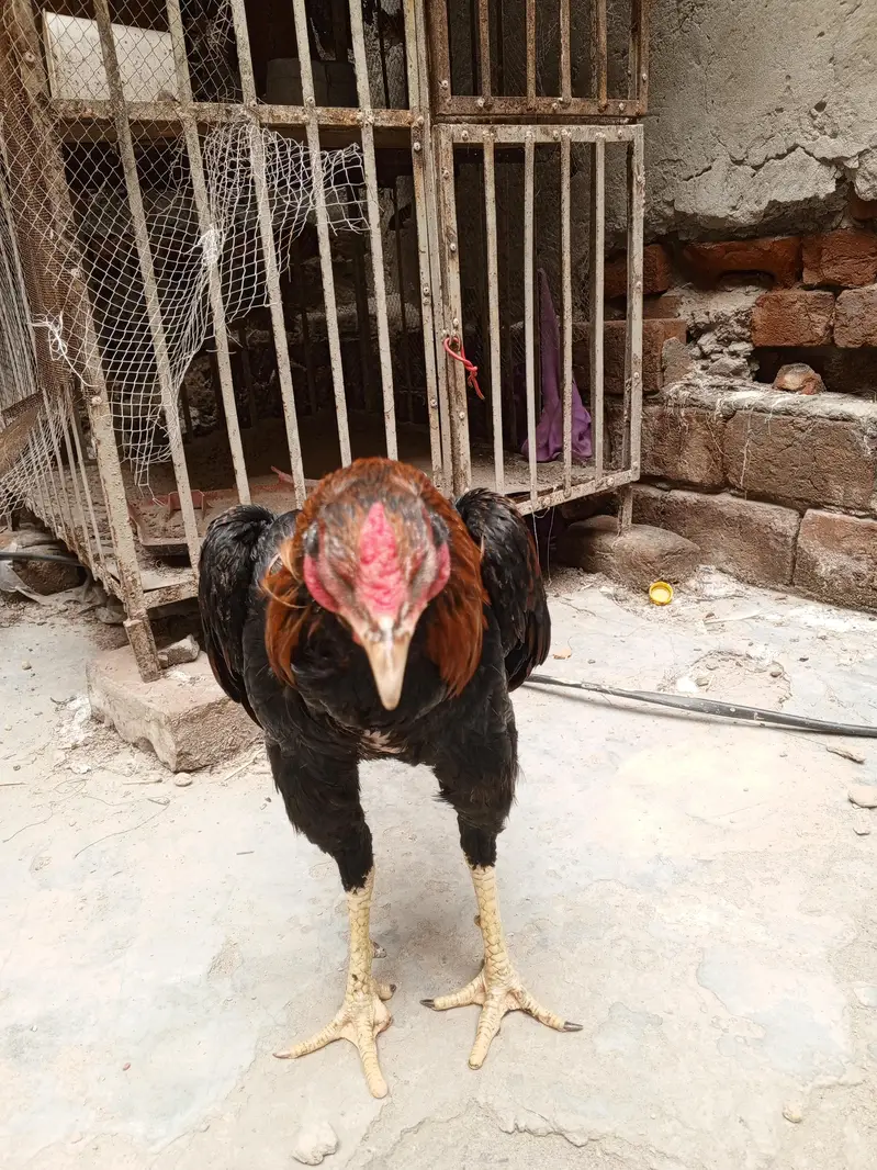 Sindhi Aseel Murga for sale — photo 4