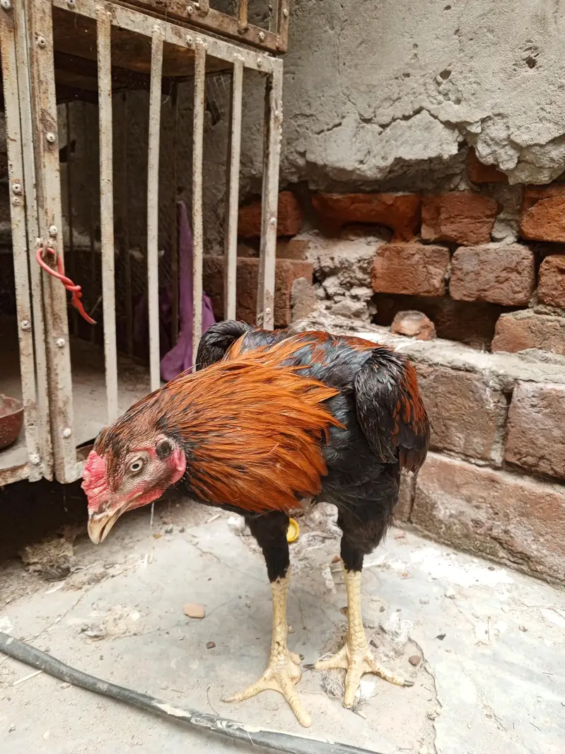Sindhi Aseel Murga for sale — photo 5