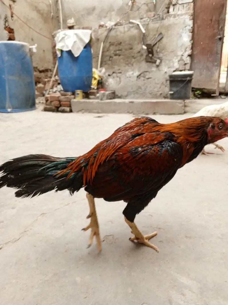 Sindhi Aseel Murga for sale — photo 6