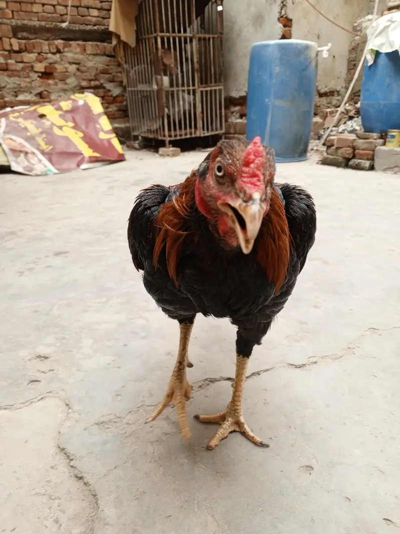 Sindhi Aseel Murga for sale — photo 7