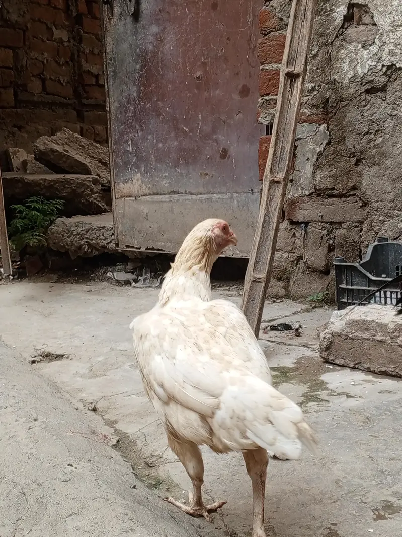 Sindhi Aseel Murga for sale — photo 9