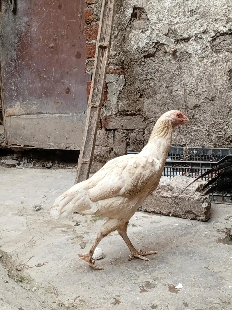 Sindhi Aseel Murga for sale — photo 10