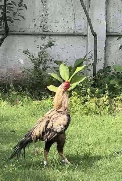 high quality bird
