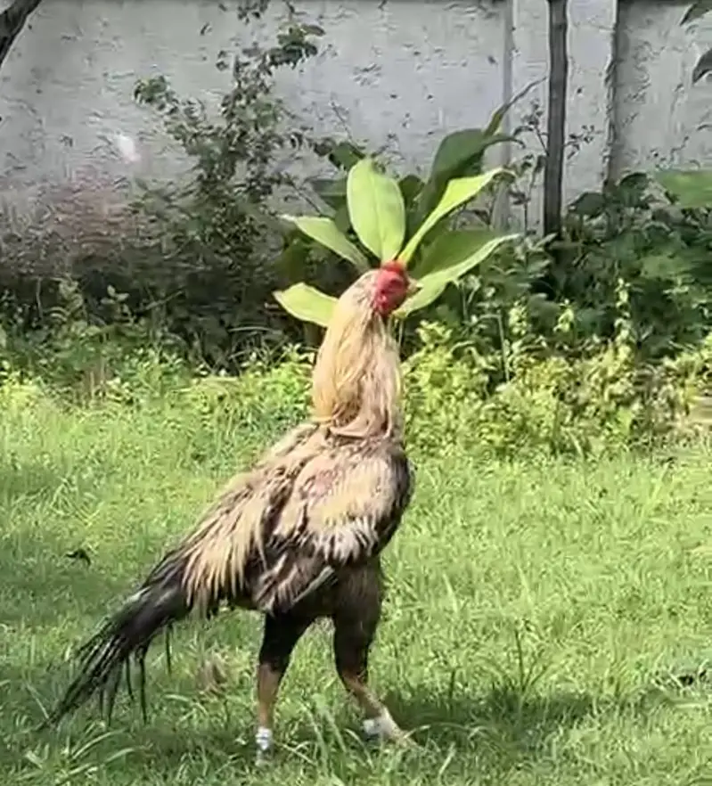 high quality bird — photo 2