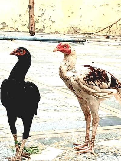 2 Aseel pairs For Sale