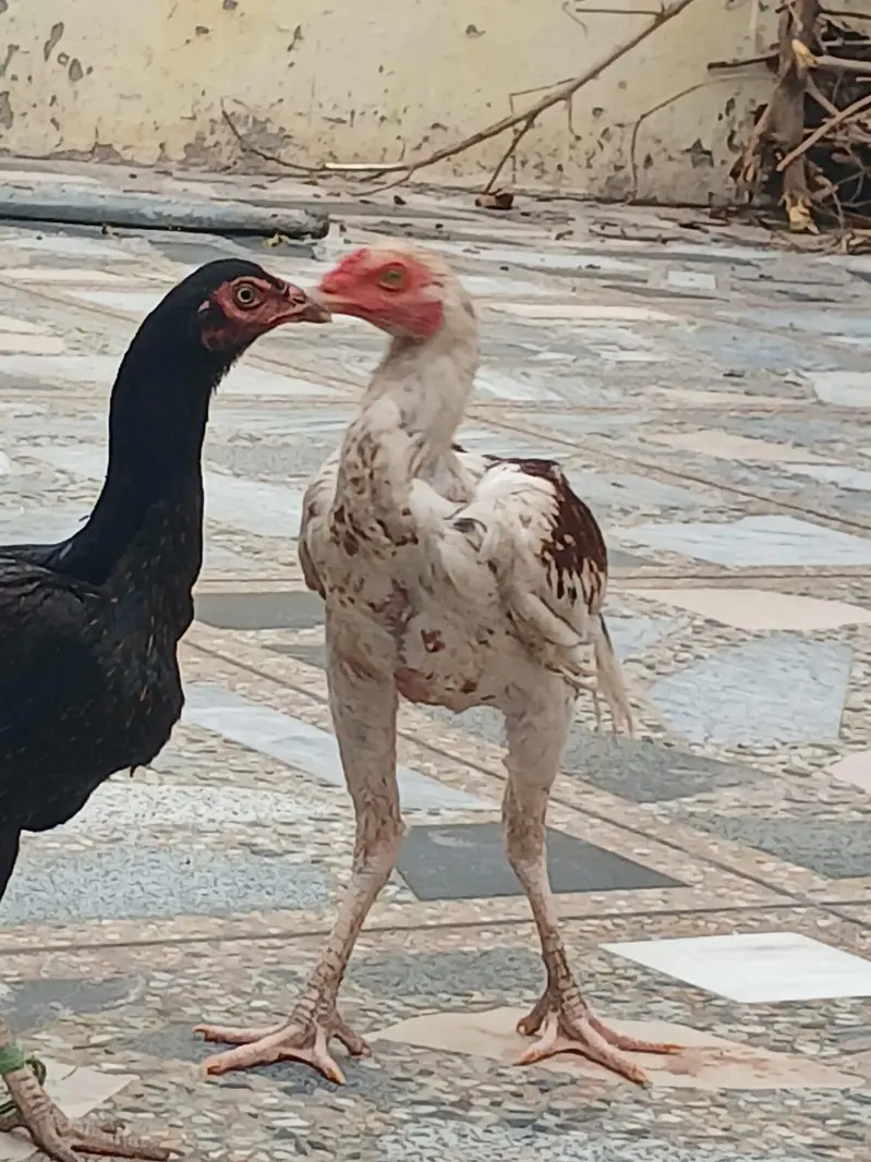 2 Aseel pairs For Sale — photo 3