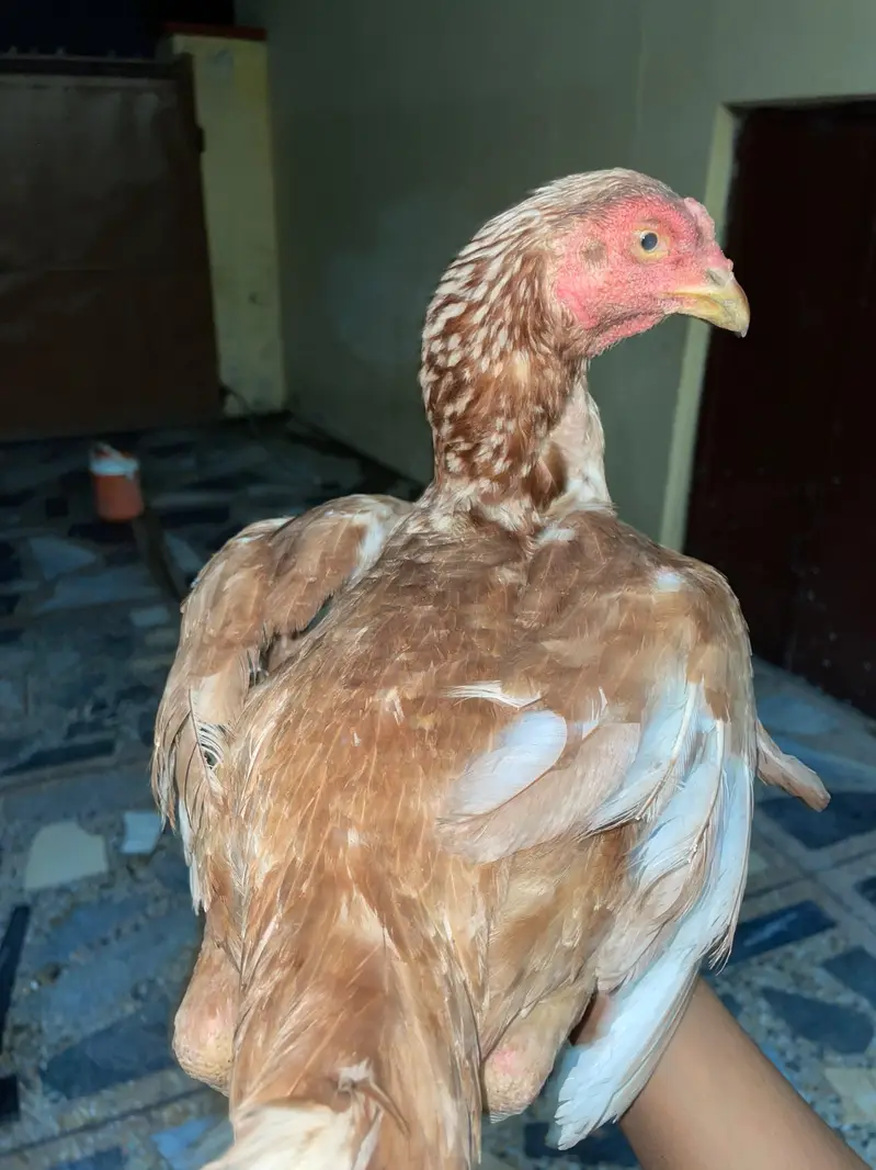 2 Aseel pairs For Sale — photo 6