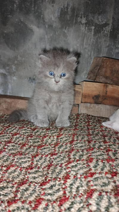 cittan pair for sale