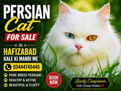 pure Persian cat for sale