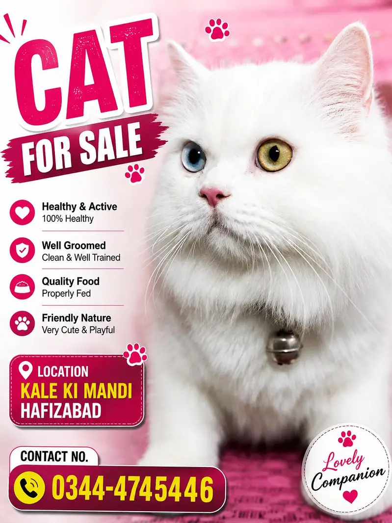 pure Persian cat for sale — photo 2