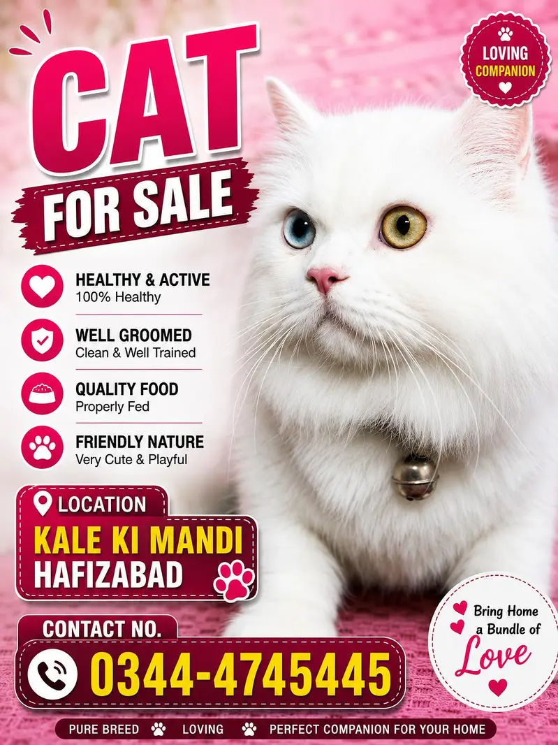 pure Persian cat for sale — photo 3