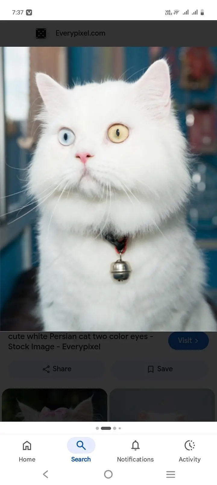 pure Persian cat for sale — photo 4