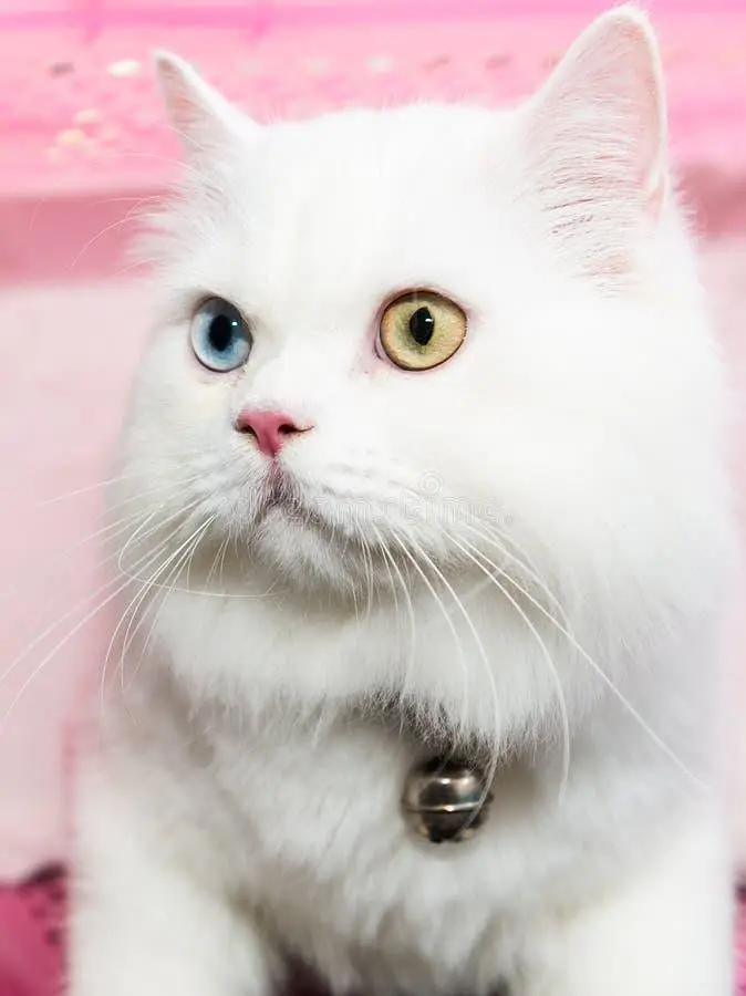 pure Persian cat for sale — photo 5