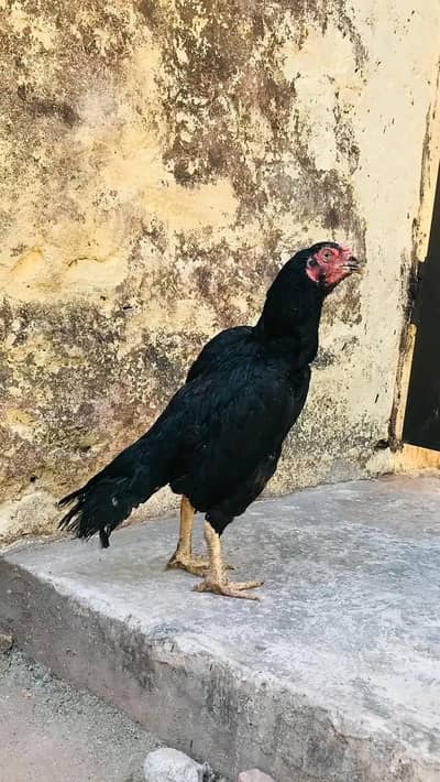 muskhi Queen