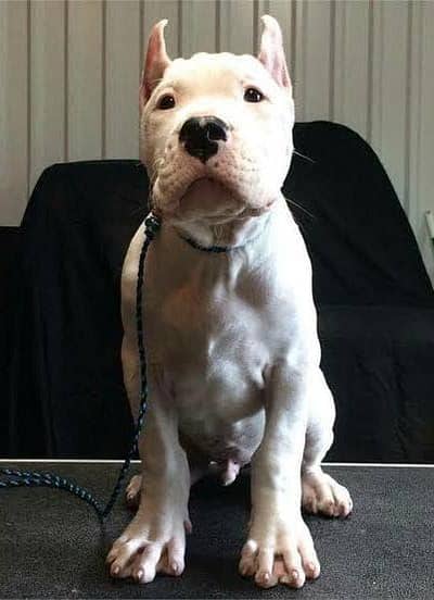 American pocket bully male puppy available 2.5 months old