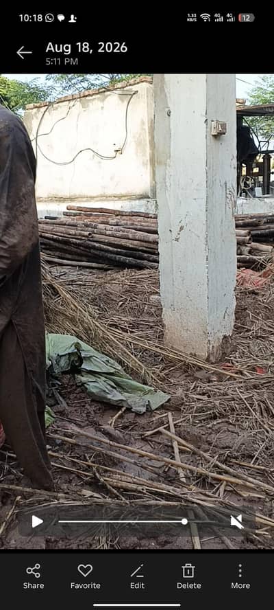 bamboo for sale